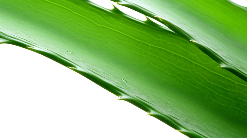 Fresh aloe vera leaf isolated Fresh aloe vera leaf isolated, alovera leaf image