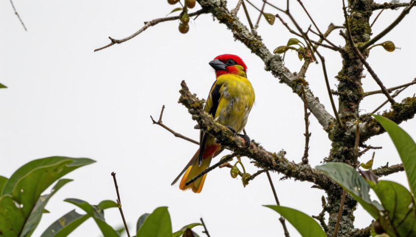 A beautiful red and yellow barbet bird captured in the wild A beautiful red and yellow barbet bird captured in the wild