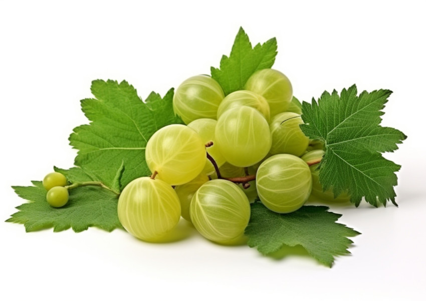 Gooseberry fruit and leaves isolated on white Gooseberry fruit and leaves isolated on white, gooseberry fruit image