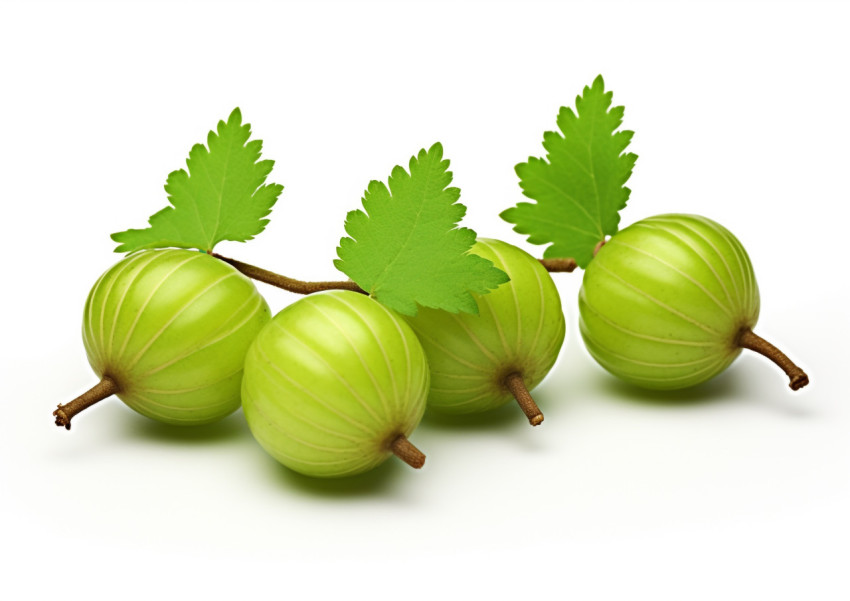 Three green gooseberry on white background Three green gooseberry on white background, gooseberry fruit image