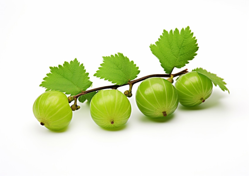 Three Gooseberries on White Three Gooseberries on White