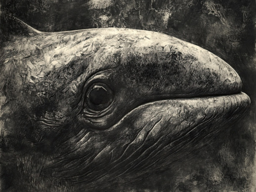 Eye of a whale with deep texture and fine details Eye of a whale with deep texture and fine details