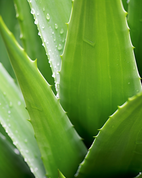 Aloe vera gel closeup Aloe vera gel closeup, alovera leaf image