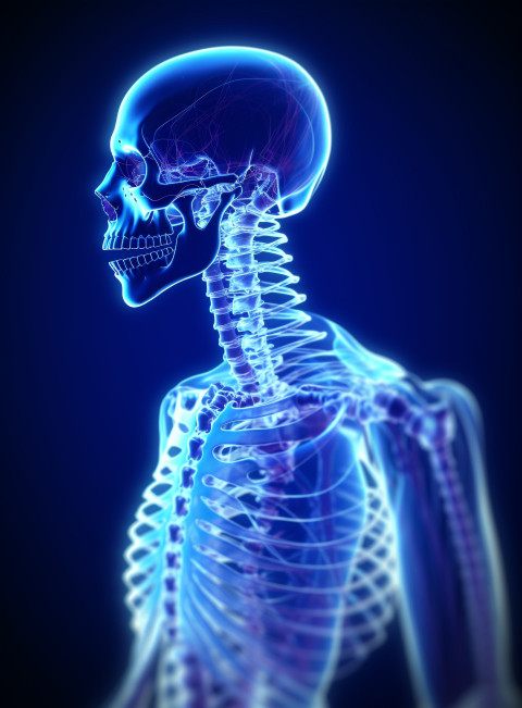 Vertebral column with spinal cord in detail Vertebral column with spinal cord in detail, human bone image