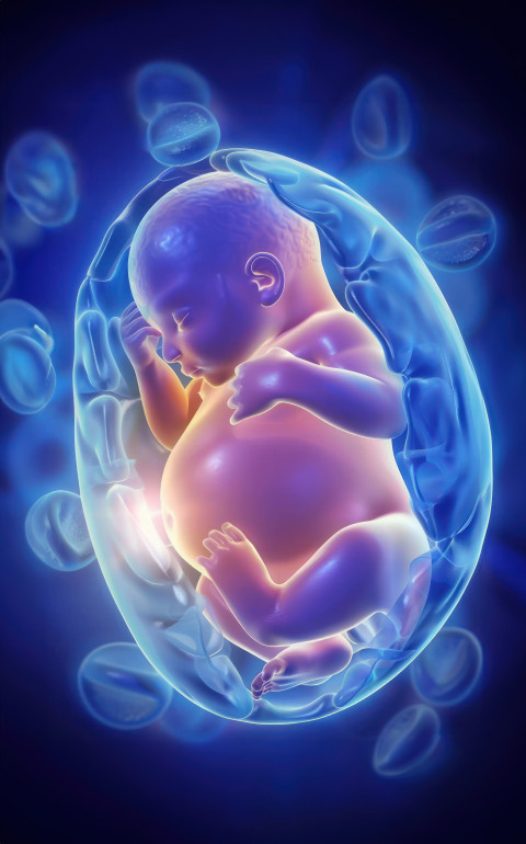 An animation showing human baby in the womb against blue background fetus concept An animation showing human baby in the womb against blue background fetus concept