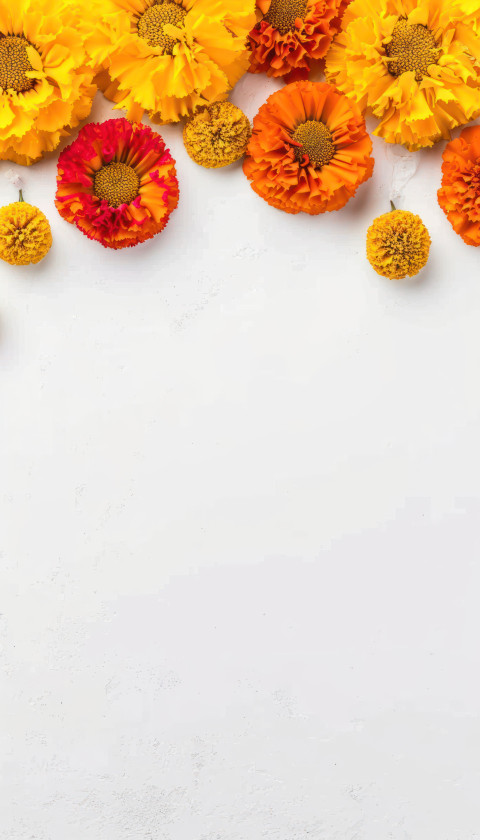Beautiful marigold flowers in vibrant orange and yellow colors arranged on a white background Beautiful marigold flowers in vibrant orange and yellow colors arranged on a white background, gudi padwa decoration picture