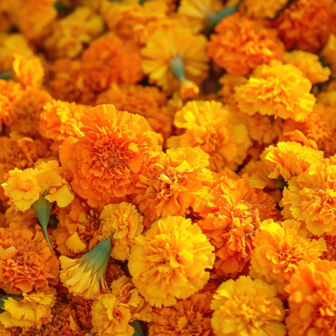 Vibrant marigold flowers piled for the gudi padwa festival Vibrant marigold flowers piled for the gudi padwa festival