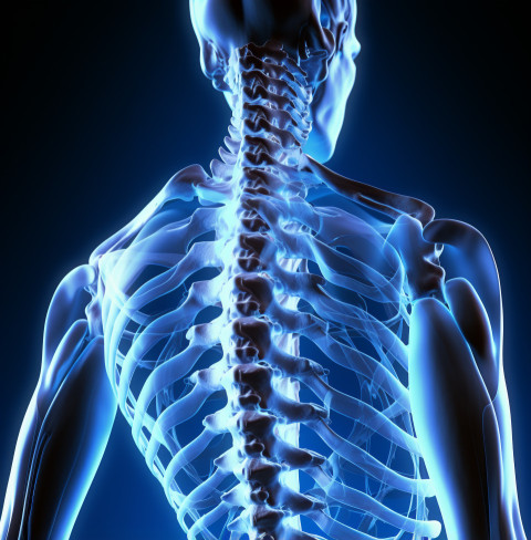 An image of the spine showing some pain An image of the spine showing some pain, human bone image